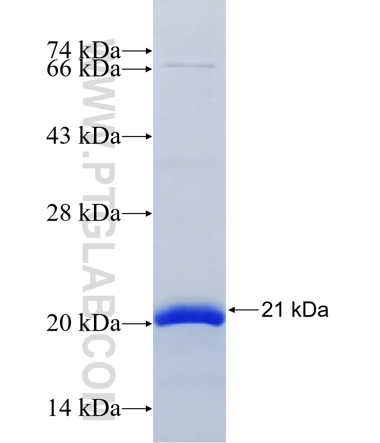 CXXC4 fusion protein Ag41597 SDS-PAGE CXXC4 fusion protein Ag41597 SDS-PAGE