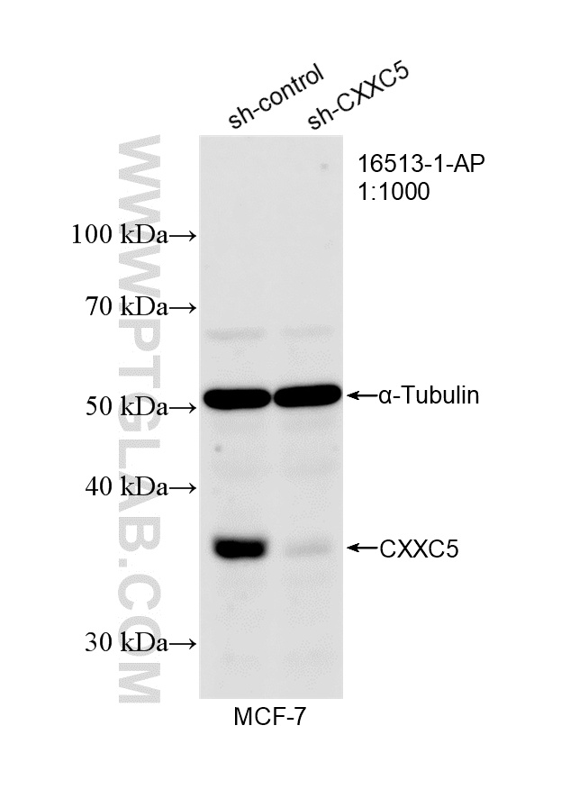 WB analysis of MCF-7 using 16513-1-AP