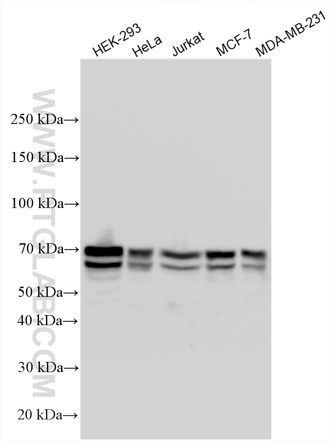 WB analysis using 22357-1-AP