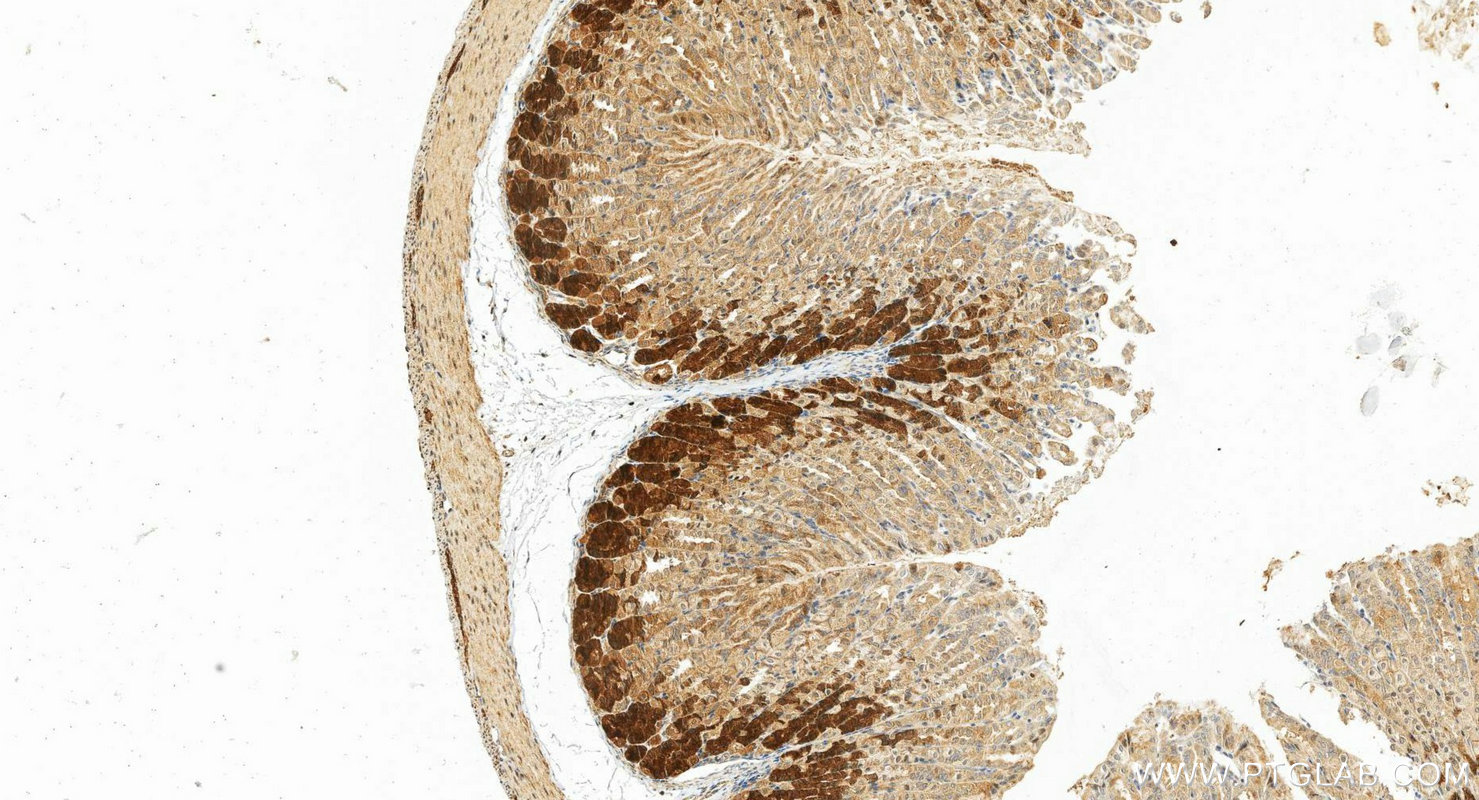 IHC staining of mouse stomach using 30244-1-AP