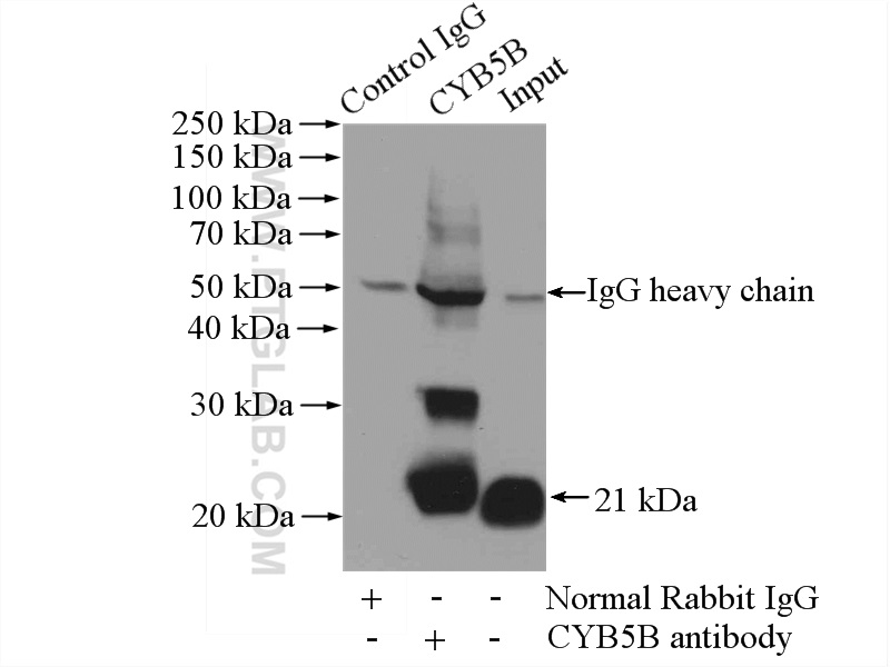 IP experiment of mouse lung using 15469-1-AP