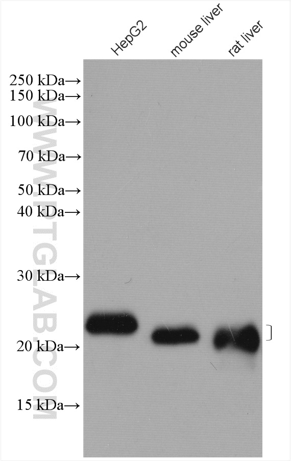 WB analysis using 15469-1-AP