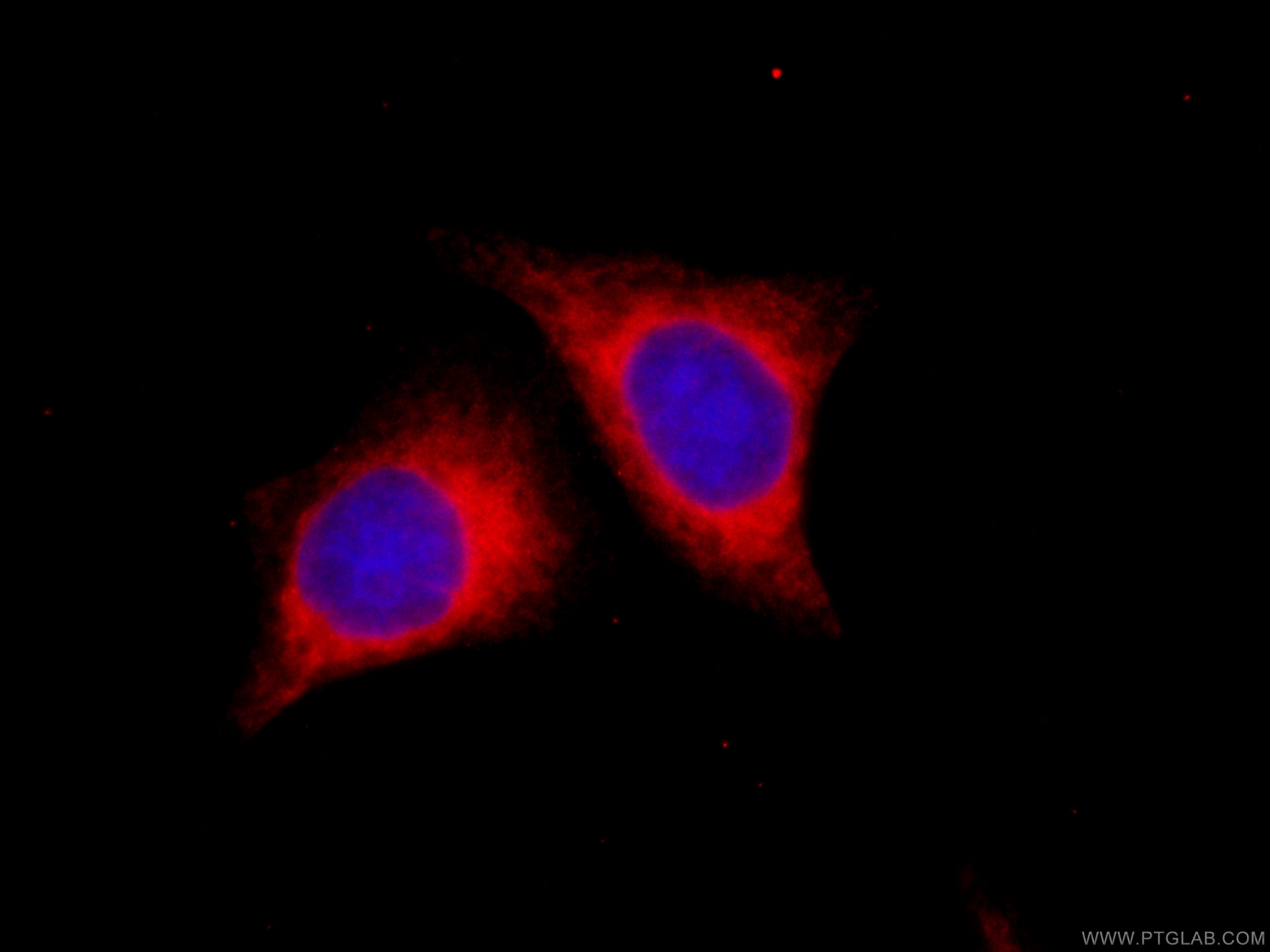 IF Staining of HepG2 using CL594-66022