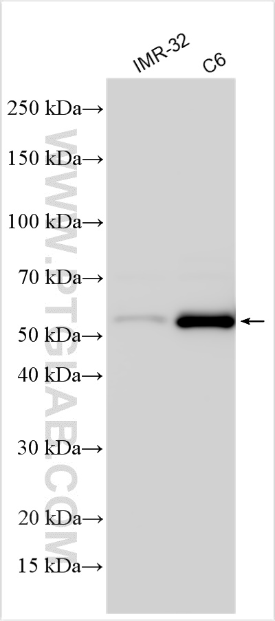 WB analysis using 12626-1-AP