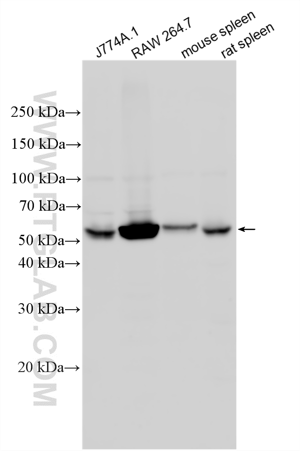 Various lysates were subjected to SDS PAGE followed by western blot with 19013-1-AP (NOX2 antibody) at dilution of 1:5000 incubated at room temperature for 1.5 hours. WB analysis using 19013-1-AP