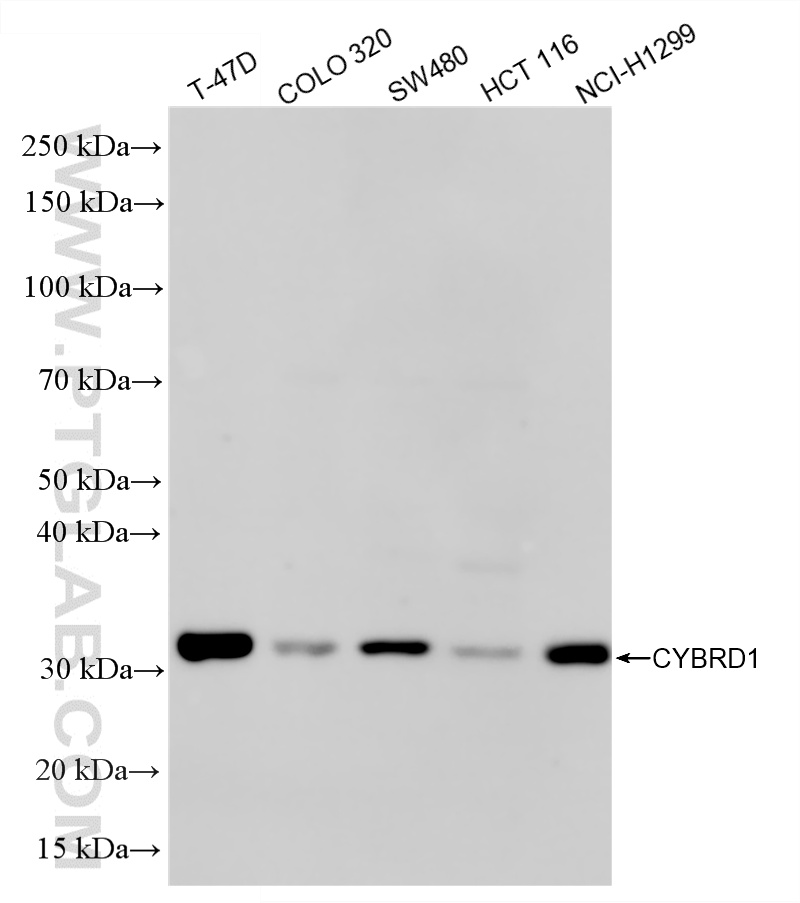 Various lysates were subjected to SDS PAGE followed by western blot with 86245-1-RR (CYBRD1 antibody) at dilution of 1:1000 incubated at room temperature for 1.5 hours. WB analysis using 86245-1-RR