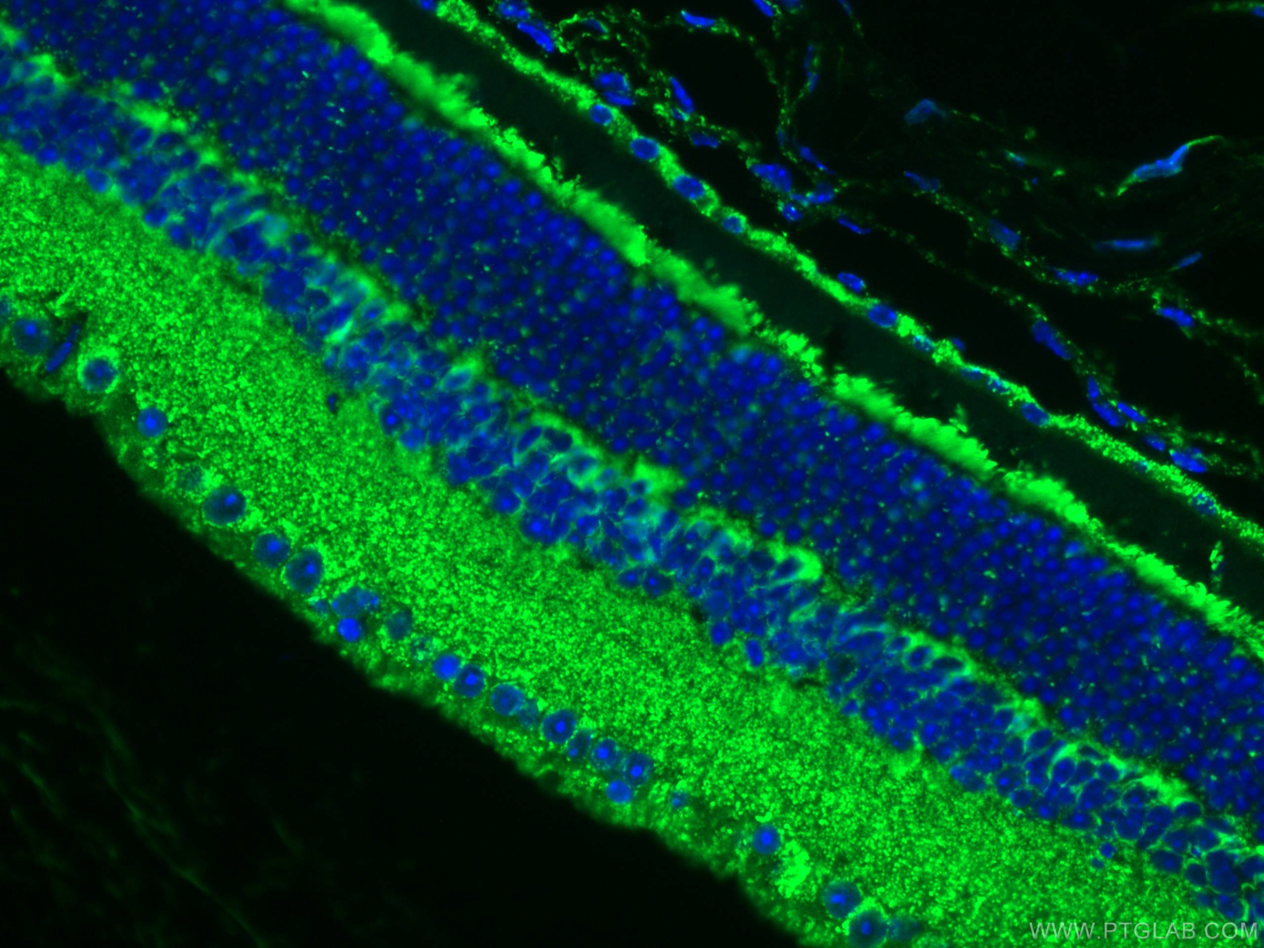 IF Staining of mouse eye using 10993-1-AP