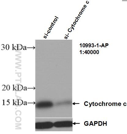 WB analysis of HEK-293 using 10993-1-AP