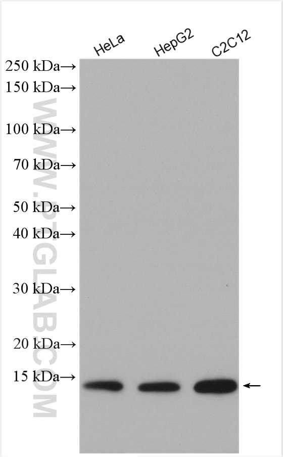 WB analysis using 10993-1-AP