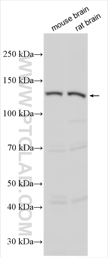 WB analysis using 16011-1-AP