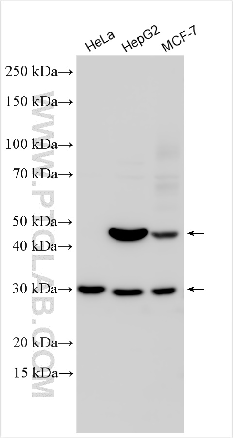 CYHR1