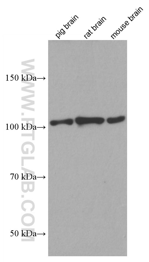 WB analysis using 66858-1-Ig