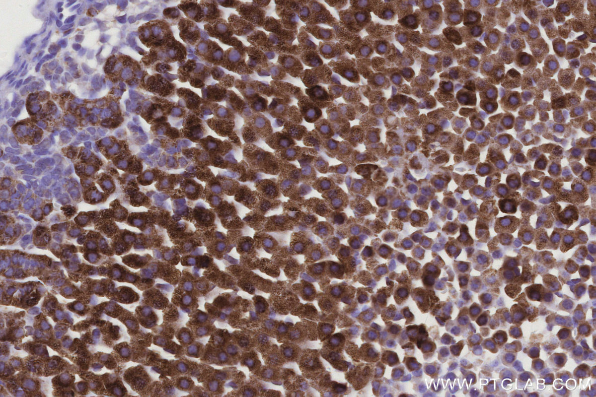 IHC staining of mouse adrenal gland using 67264-1-Ig
