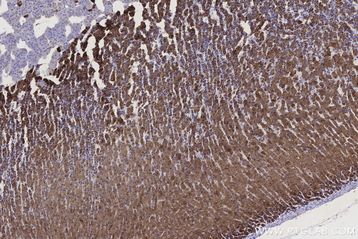 IHC staining of rat adrenal gland using 67264-1-Ig
