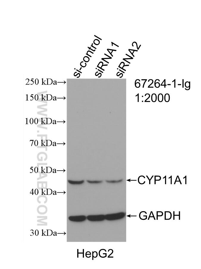 WB analysis of HepG2 using 67264-1-Ig