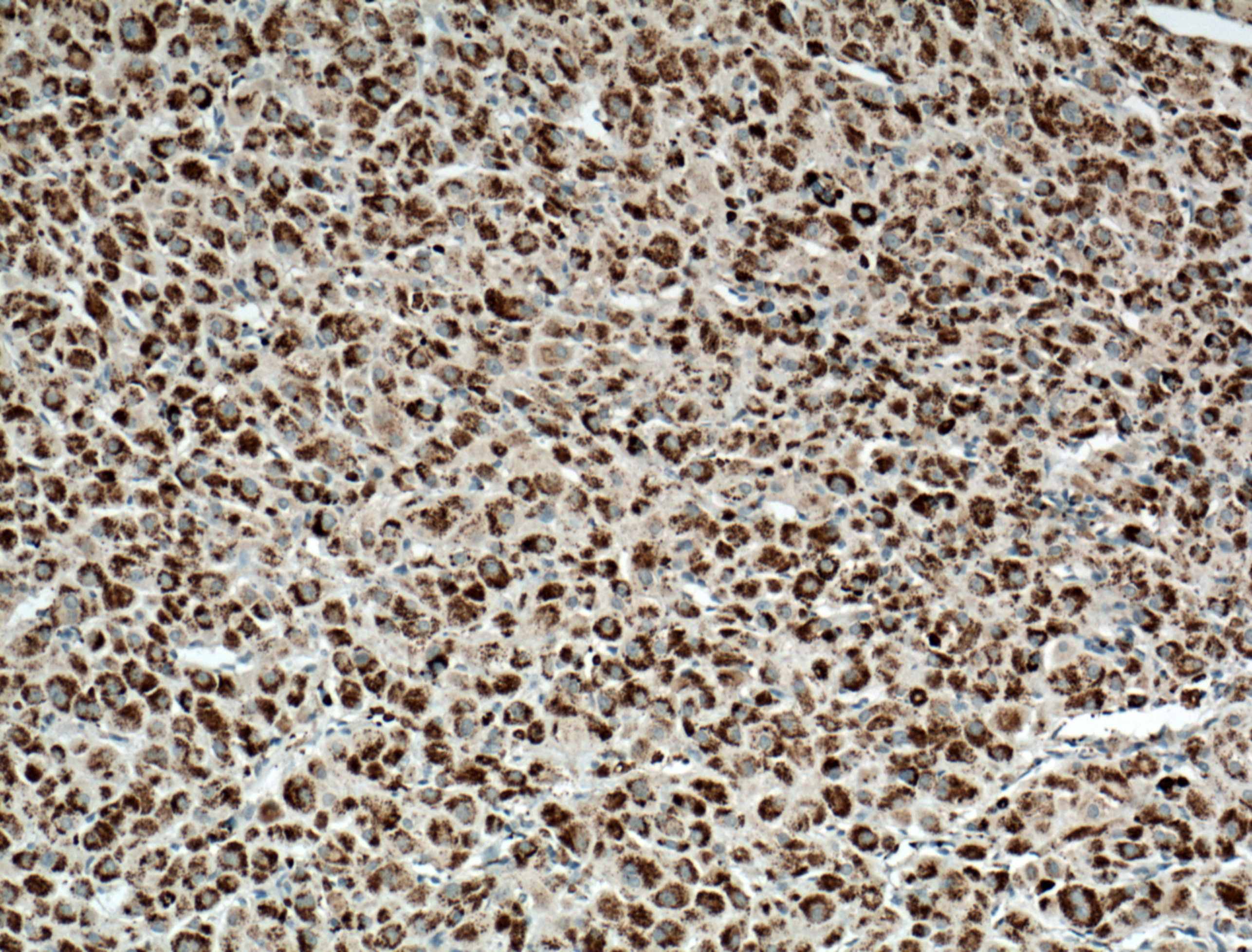 IHC staining of human adrenal gland using 20968-1-AP