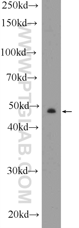 WB analysis of SKOV-3 using 20968-1-AP