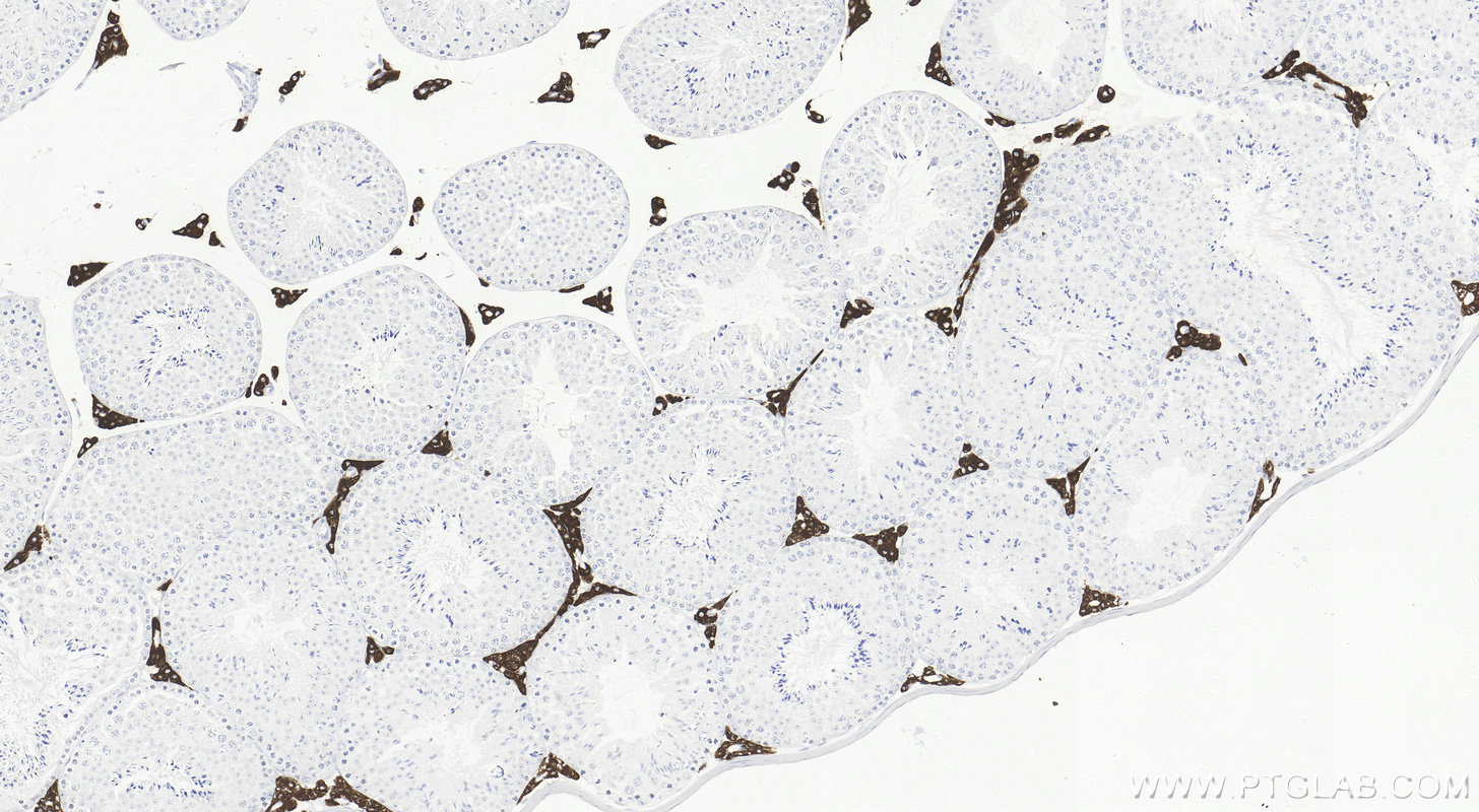 IHC staining of mouse testis using 85690-5-RR