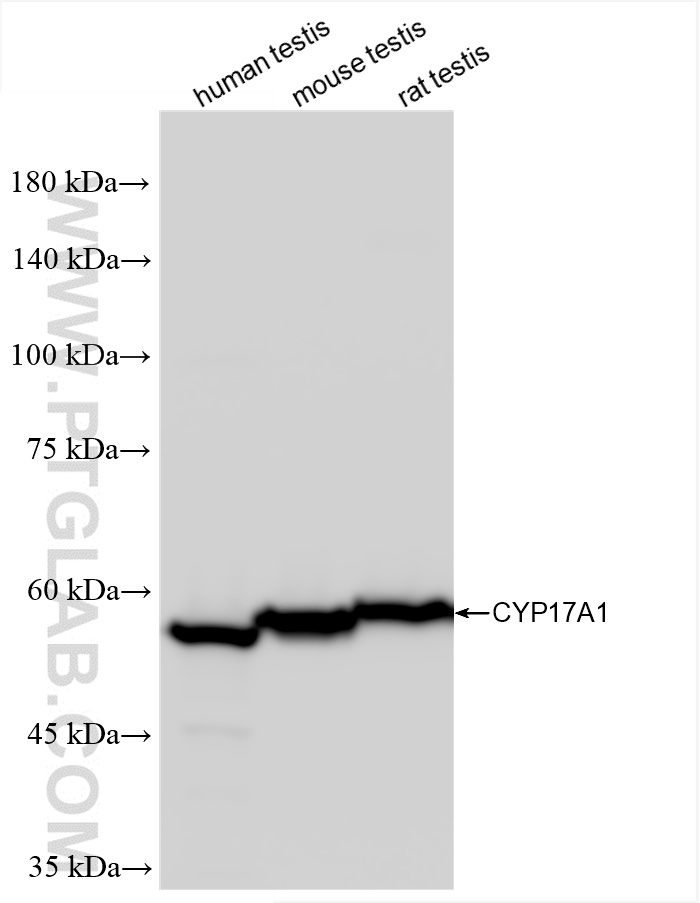 WB analysis using 85690-5-RR