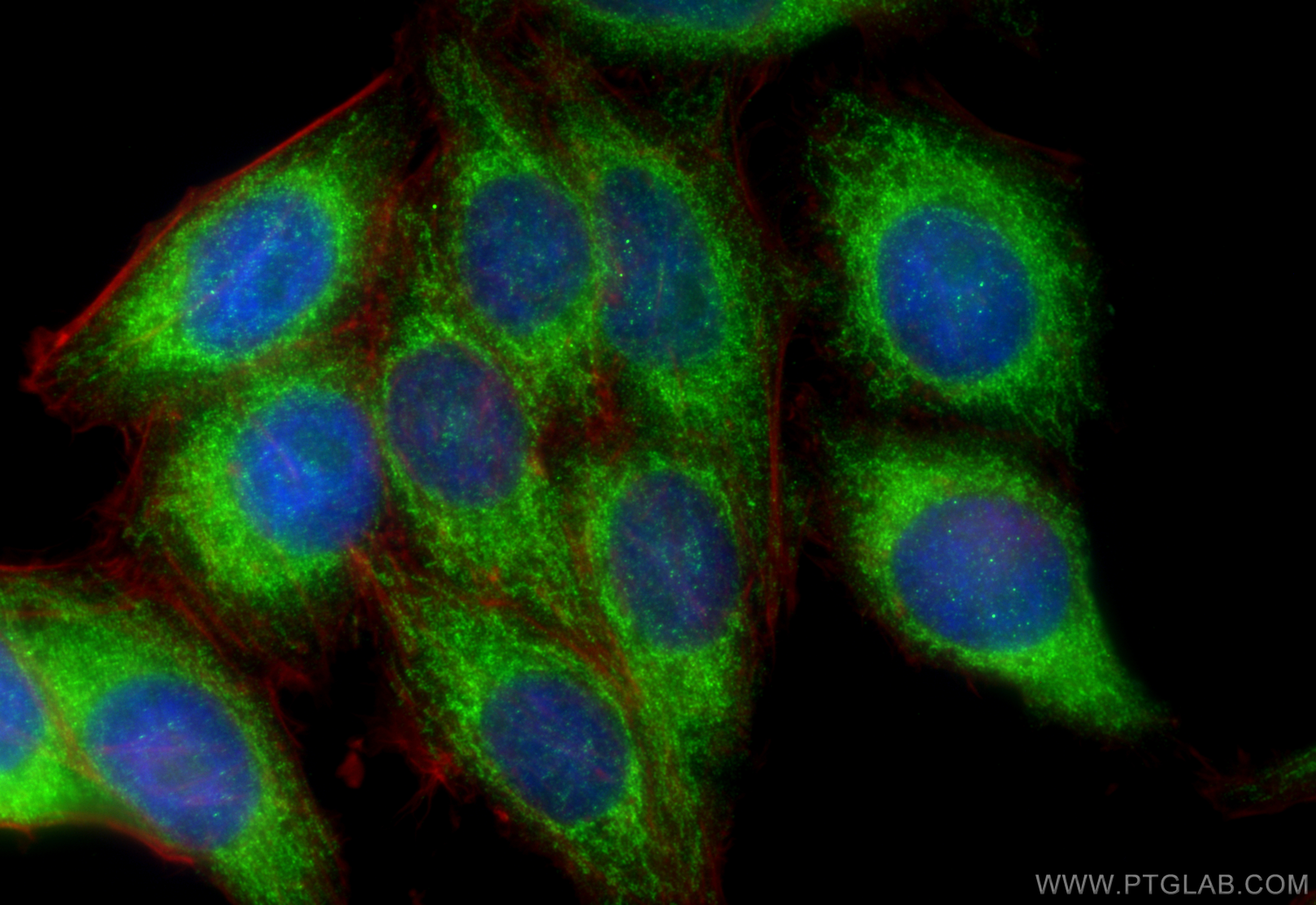 IF Staining of HepG2 using 16554-1-AP