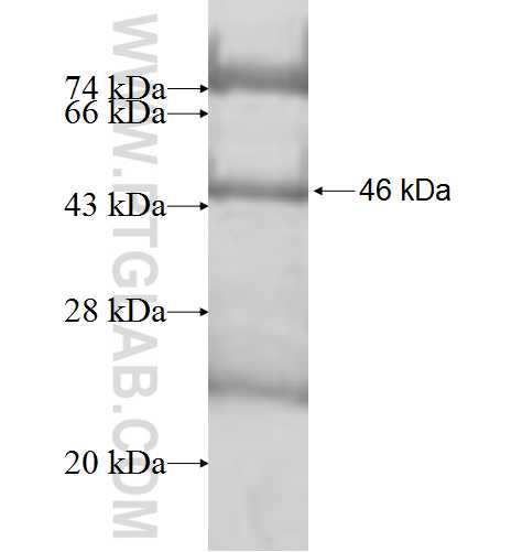 CYP19A1 fusion protein Ag9765 SDS-PAGE