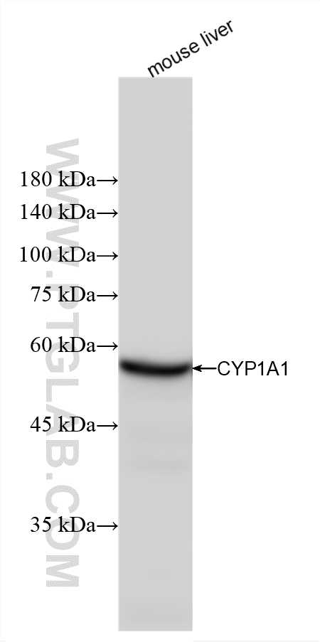 WB analysis of mouse liver using 88462-1-RR (same clone as 88462-1-PBS) WB analysis of mouse liver using 88462-1-RR (same clone as 88462-1-PBS)