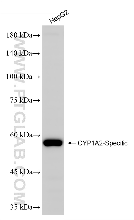 HepG2 cells were subjected to SDS PAGE followed by western blot with 84751-1-RR (CYP1A2-Specific antibody) at dilution of 1:1000 incubated at room temperature for 1.5 hours. WB analysis of HepG2 using 84751-1-RR