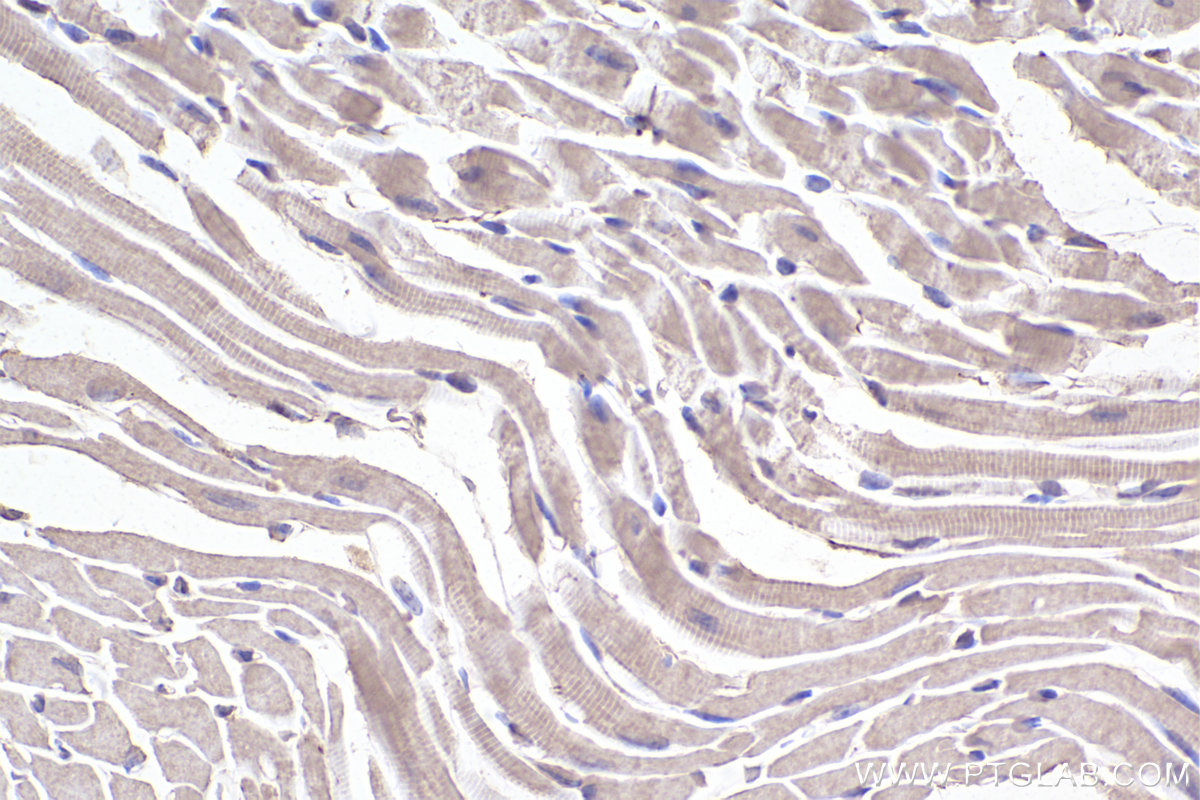 IHC staining of mouse heart using 67033-1-Ig