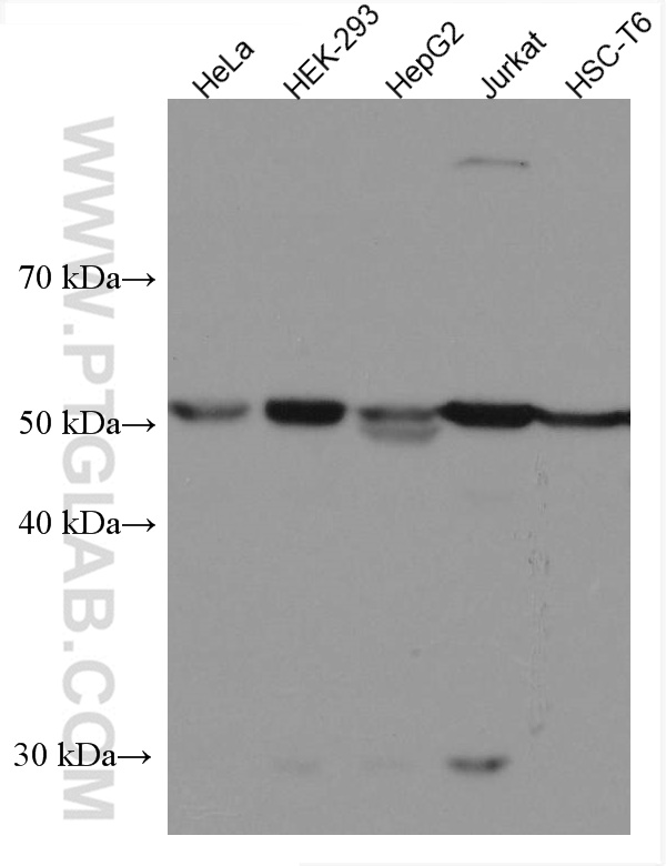 WB analysis using 67433-1-Ig (same clone as 67433-1-PBS)