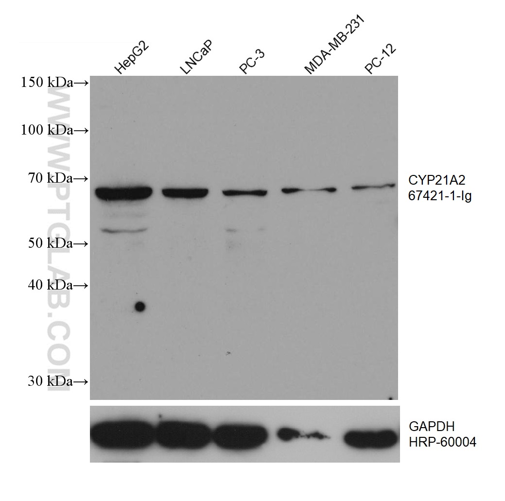 WB analysis using 67421-1-Ig