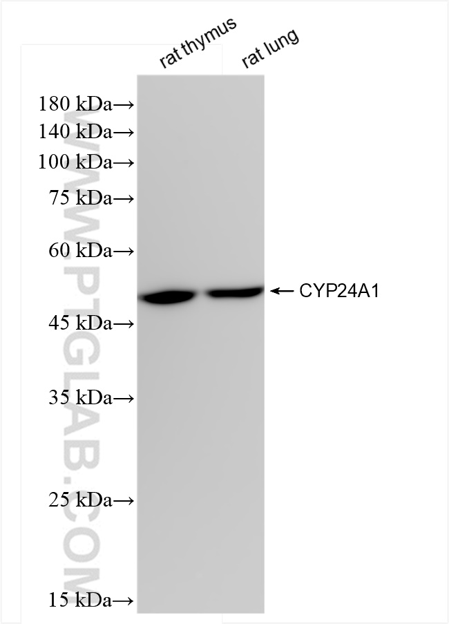 WB analysis using 84821-3-RR
