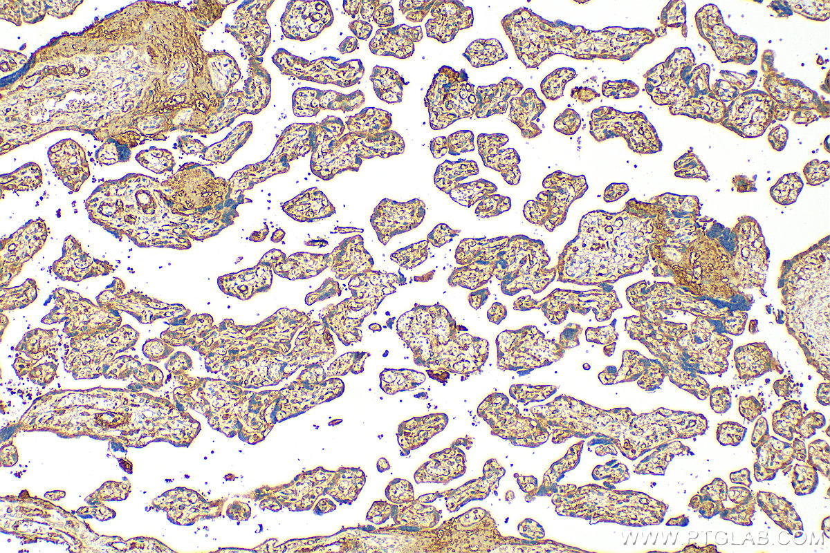 IHC staining of human placenta using 28081-1-AP