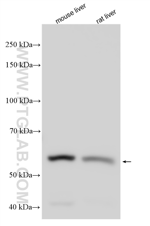 WB analysis using 14739-1-AP