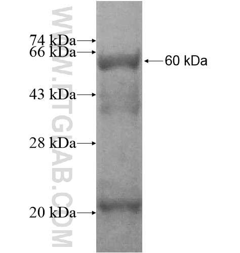 CYP2D6 fusion protein Ag12351 SDS-PAGE