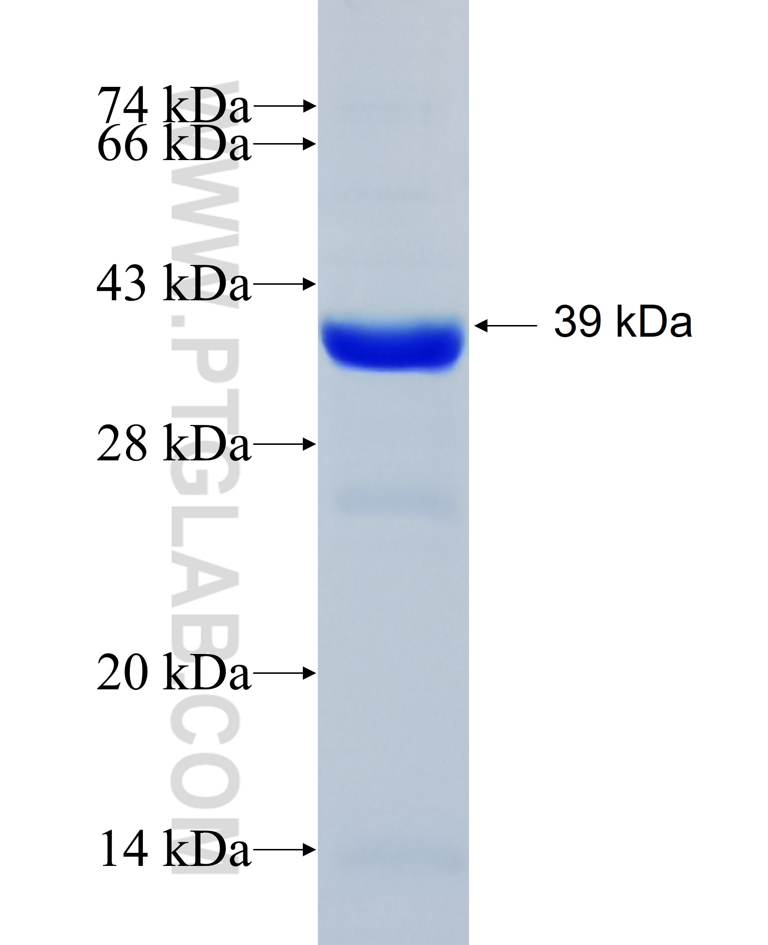 CYP2D6 fusion protein Ag12605 SDS-PAGE