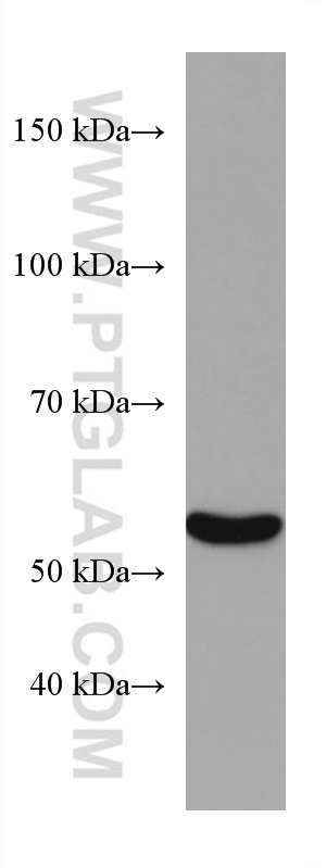 WB analysis of pig liver using 67263-1-Ig (same clone as 67263-1-PBS)