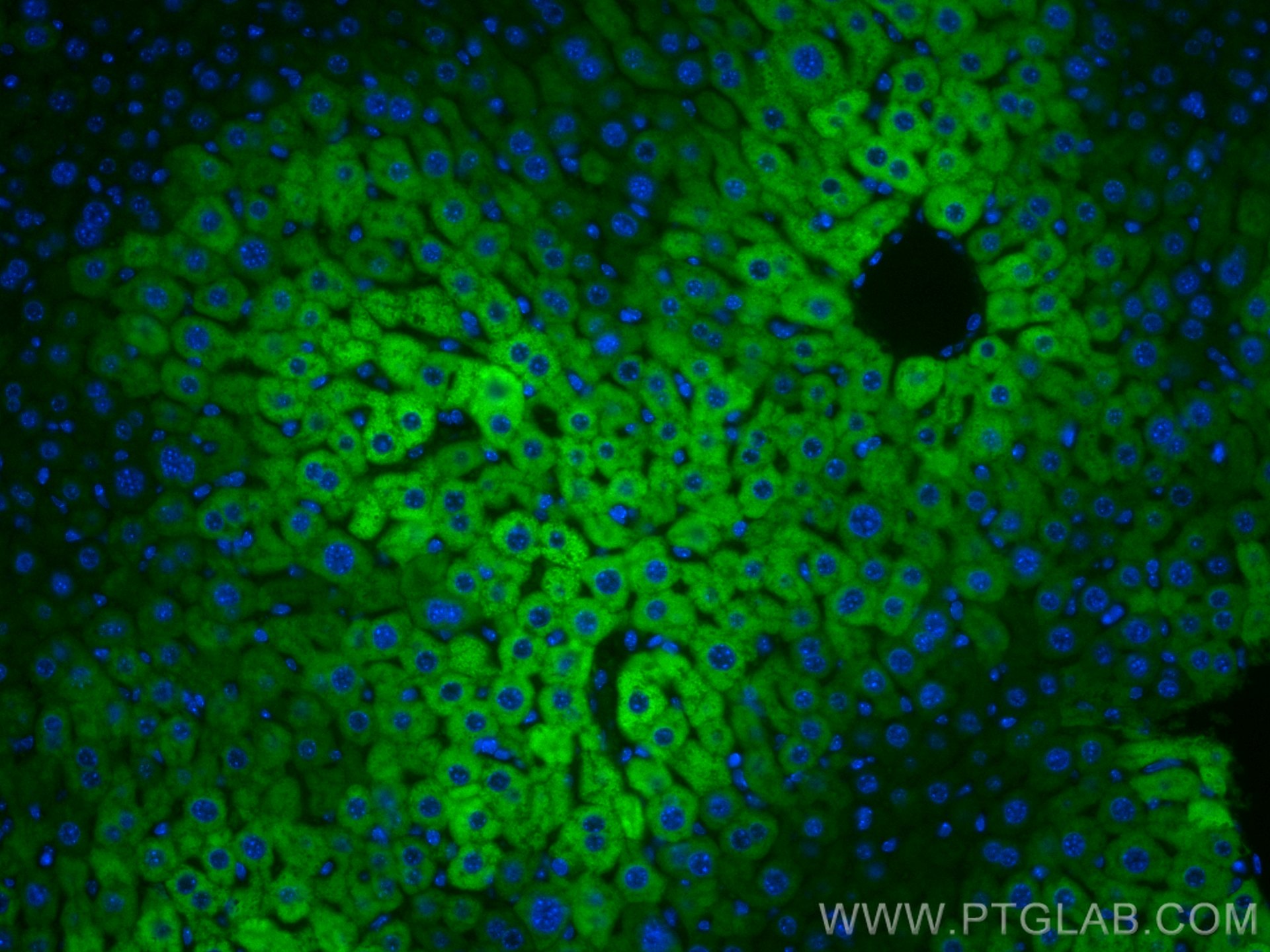 IF Staining of mouse liver using CL488-67263