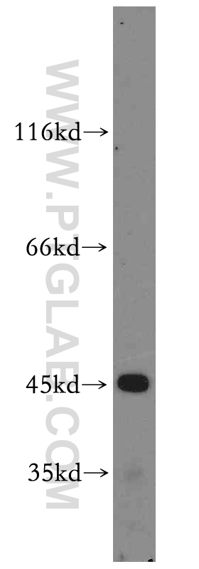 WB analysis of HepG2 using 12904-1-AP