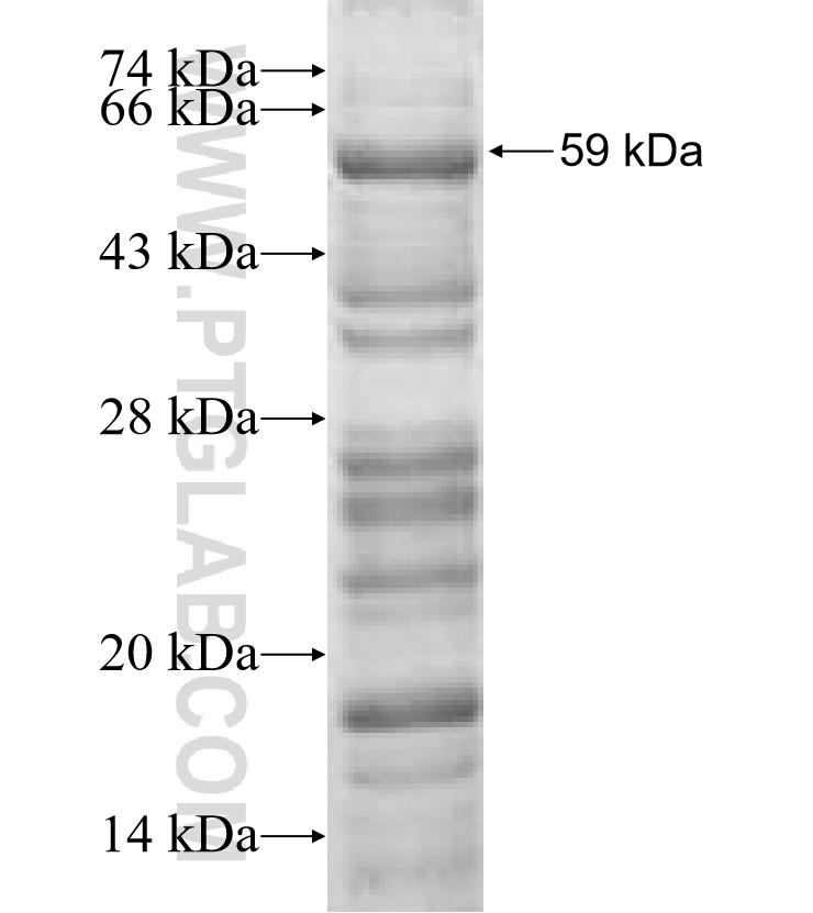 CYP302a1 fusion protein Ag0761 SDS-PAGE