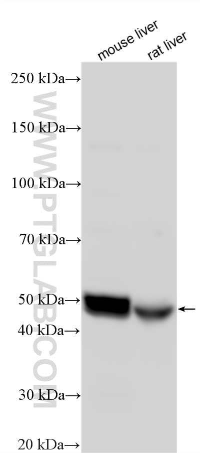 WB analysis using 18227-1-AP WB analysis using 18227-1-AP