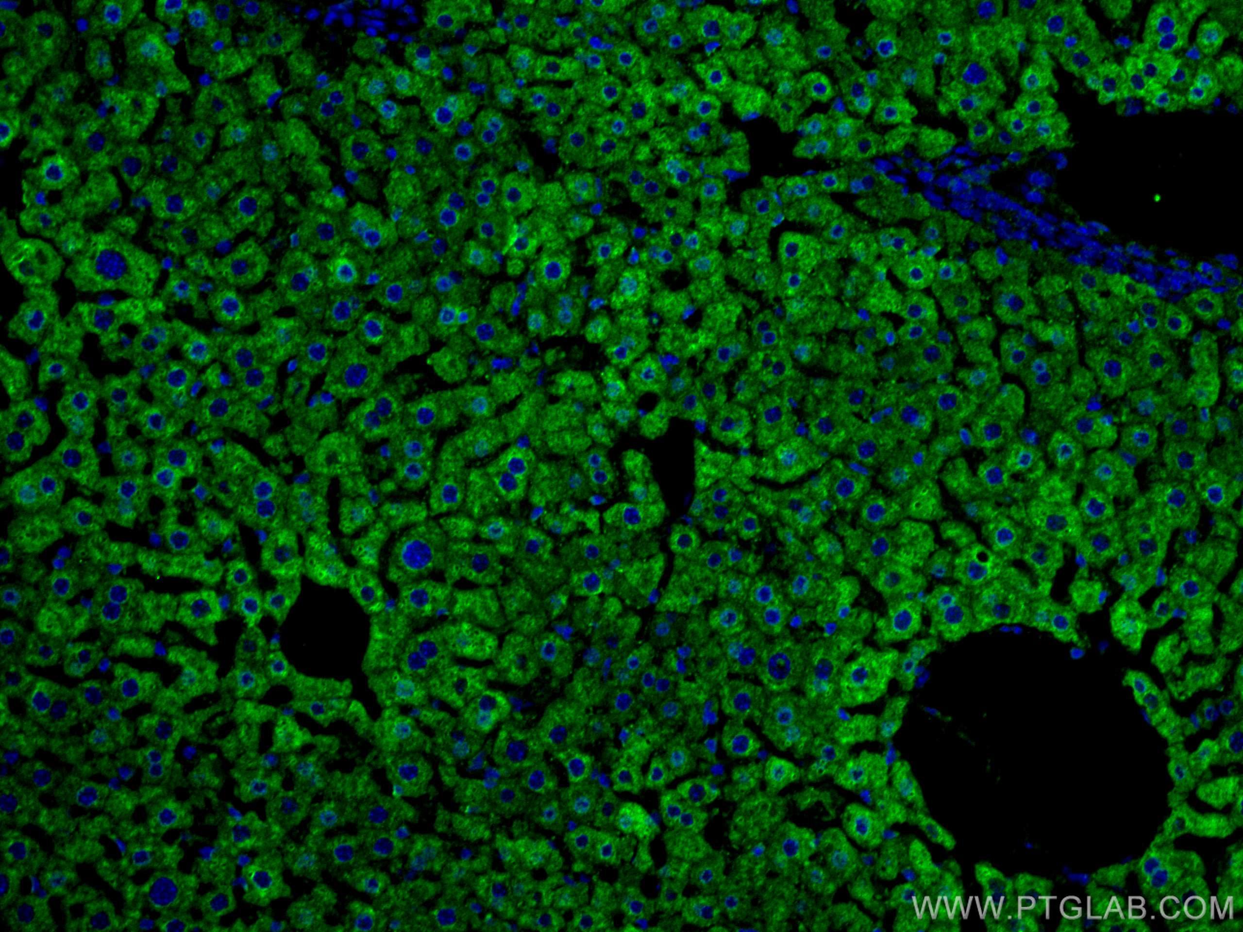 IF Staining of mouse liver using 67110-1-Ig (same clone as 67110-1-PBS)