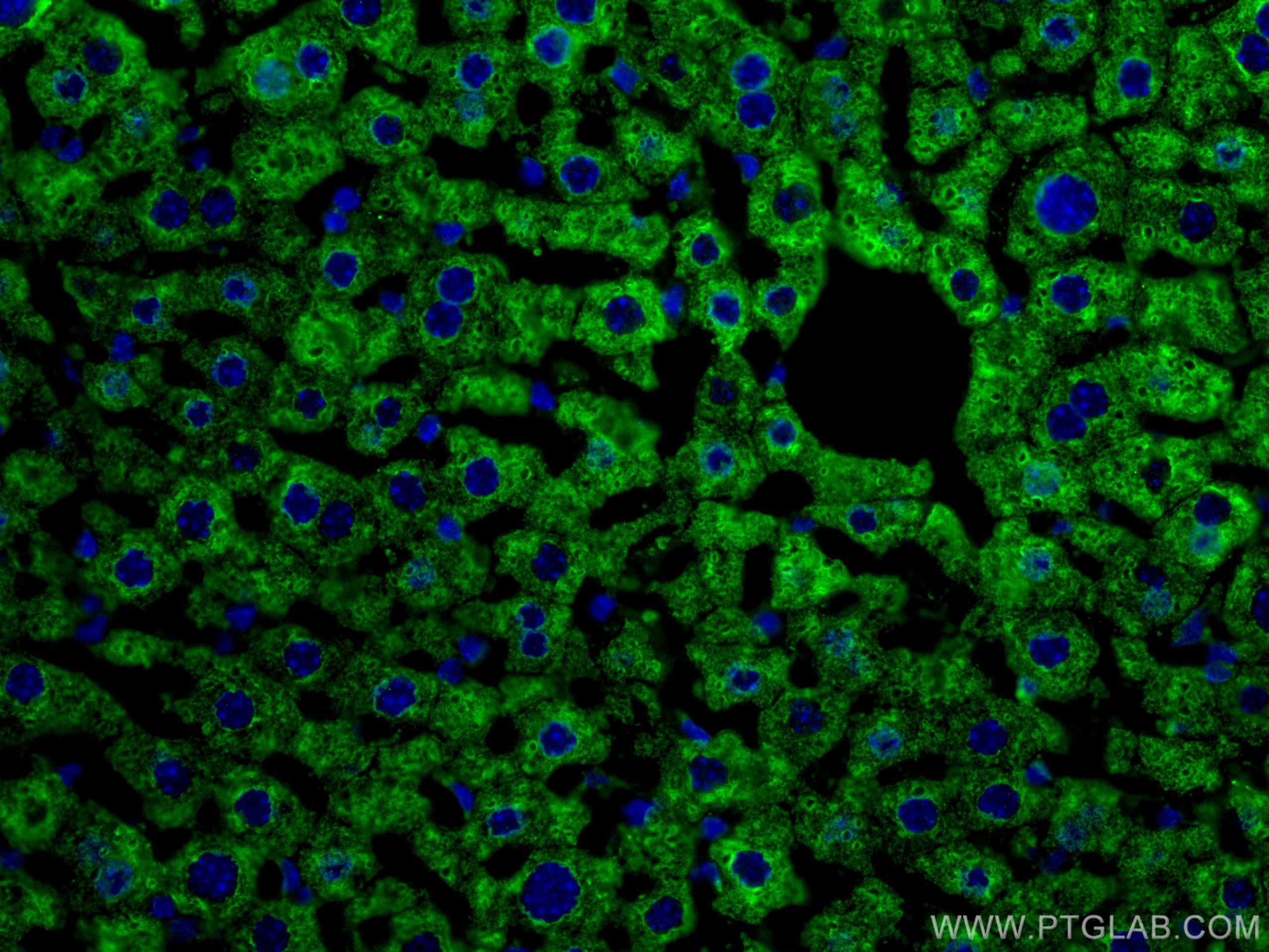 IF Staining of mouse liver using 67110-1-Ig (same clone as 67110-1-PBS)