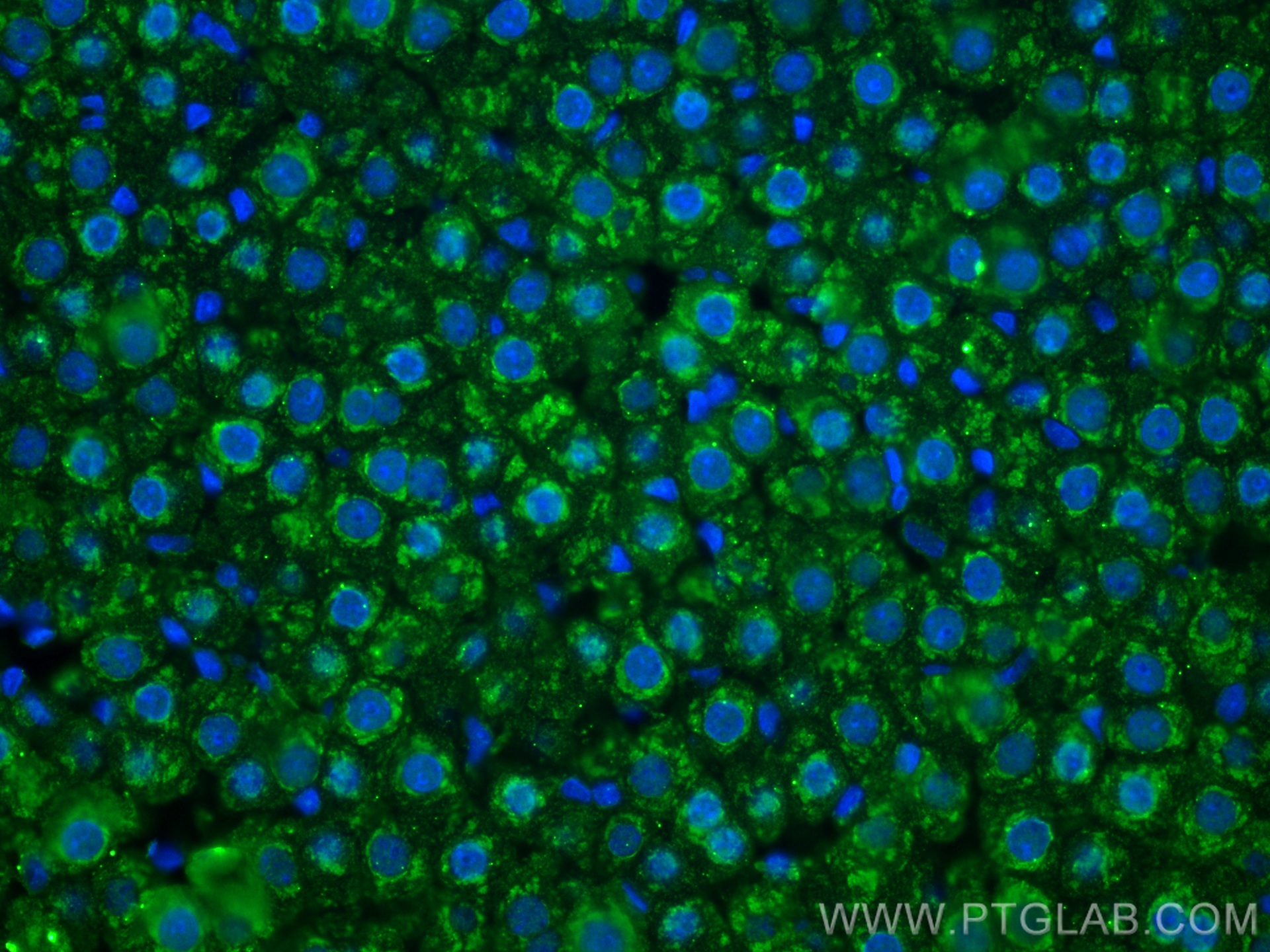 IF Staining of rat liver using 67110-1-Ig (same clone as 67110-1-PBS)