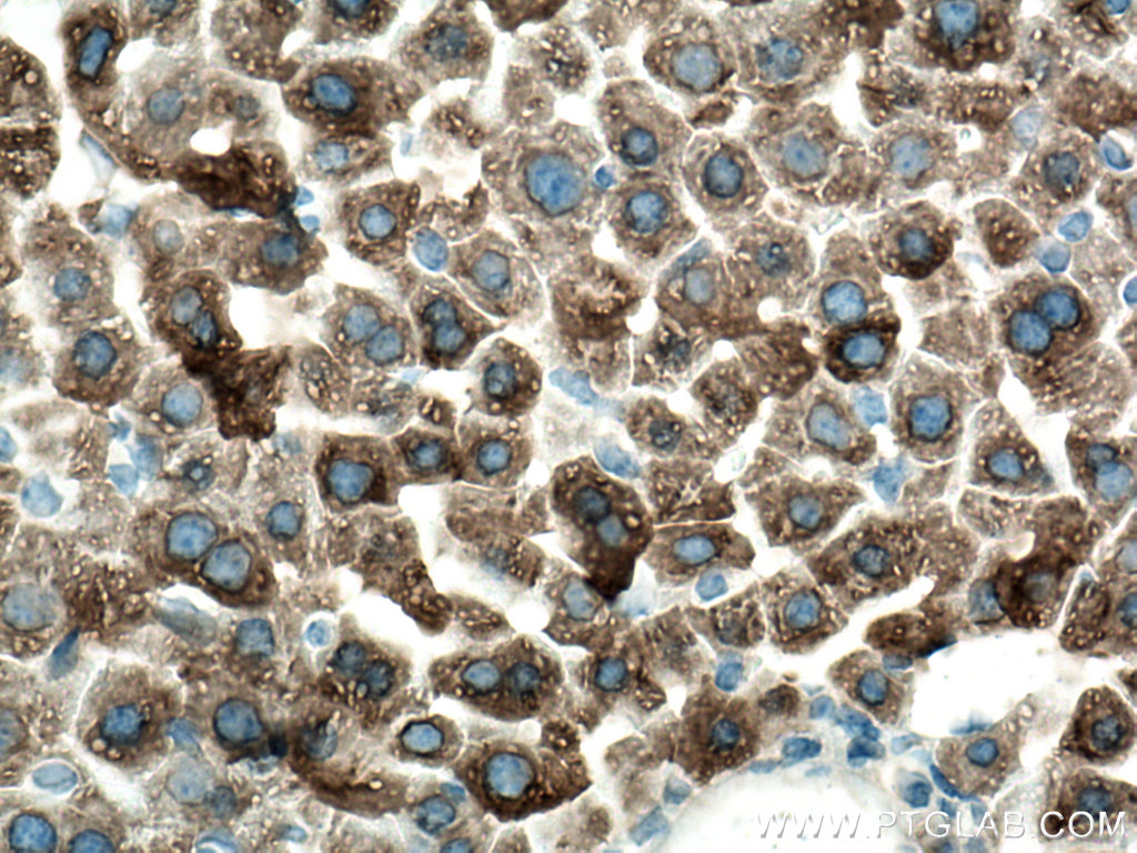 IHC staining of mouse liver using 67110-1-Ig (same clone as 67110-1-PBS)