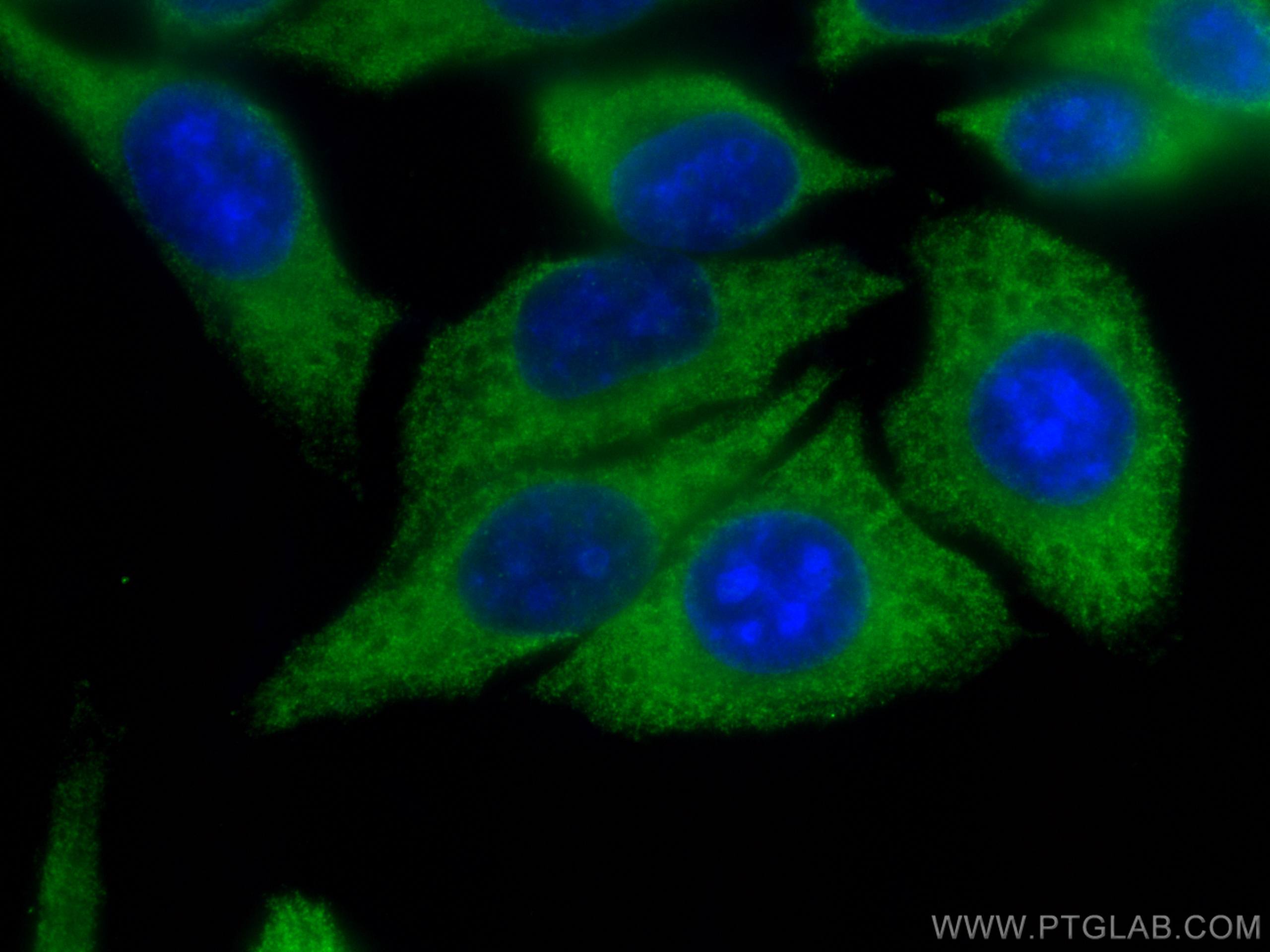 IF Staining of HepG2 using CL488-67110