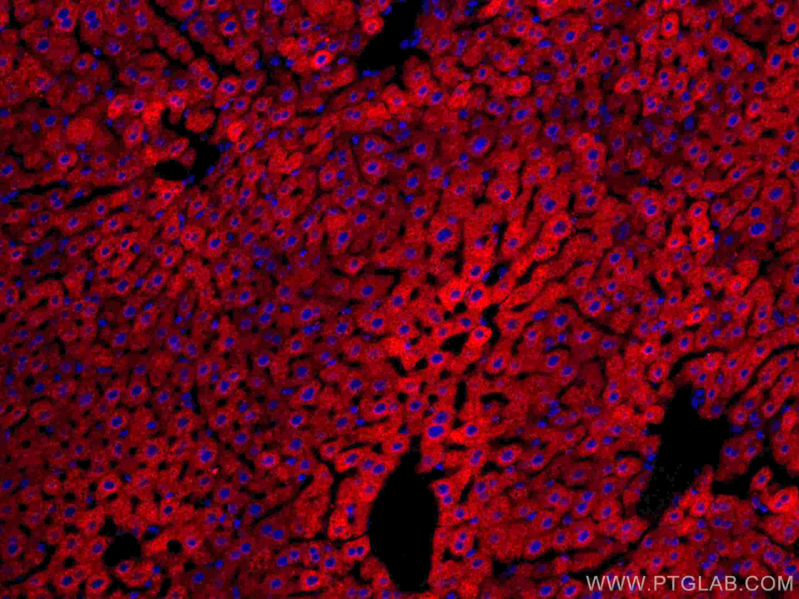 IF Staining of mouse liver using CL594-67110