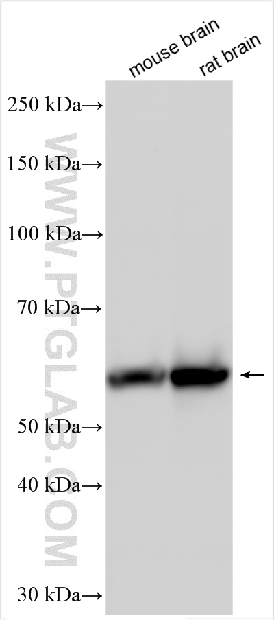 WB analysis using 12486-1-AP