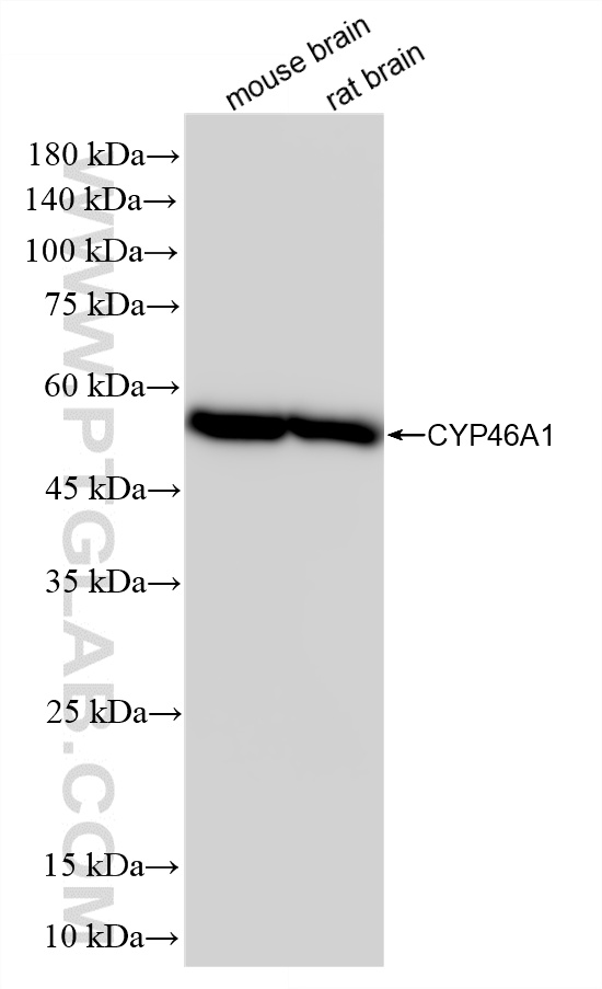 WB analysis using 86957-1-RR (same clone as 86957-1-PBS)