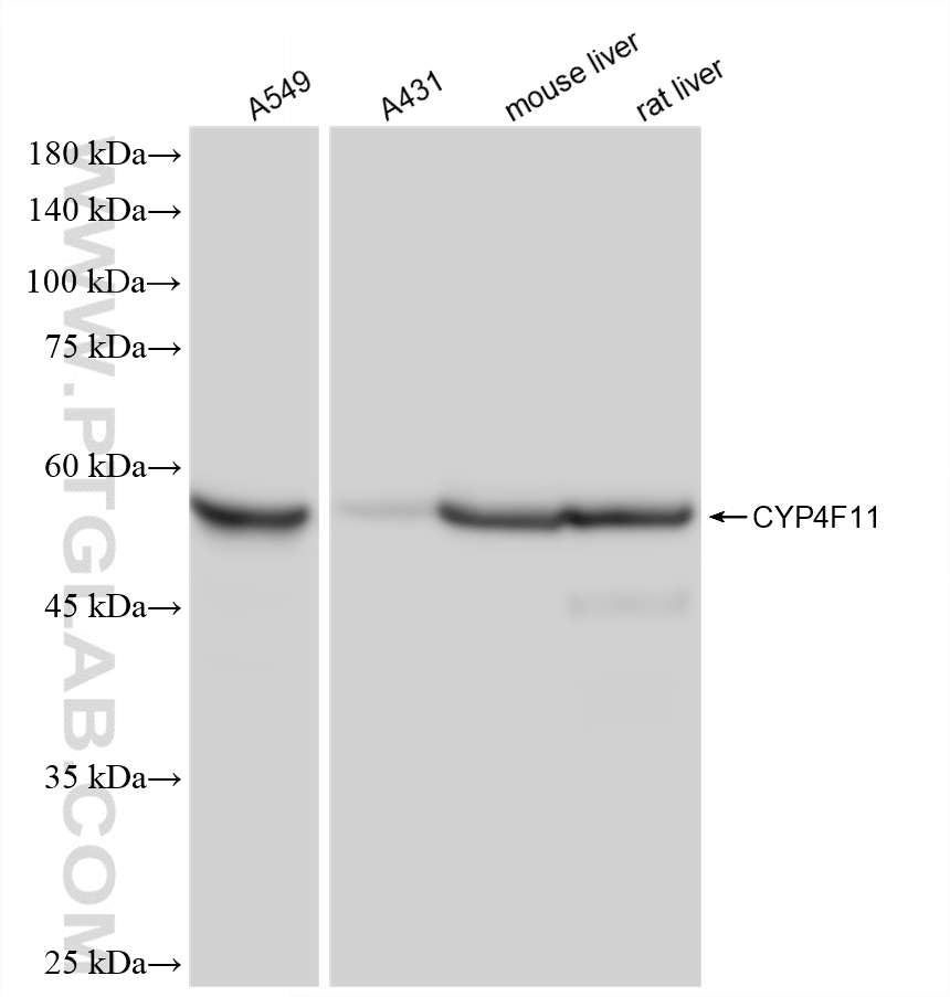 WB analysis using 88260-1-RR (same clone as 88260-1-PBS) WB analysis using 88260-1-RR (same clone as 88260-1-PBS)