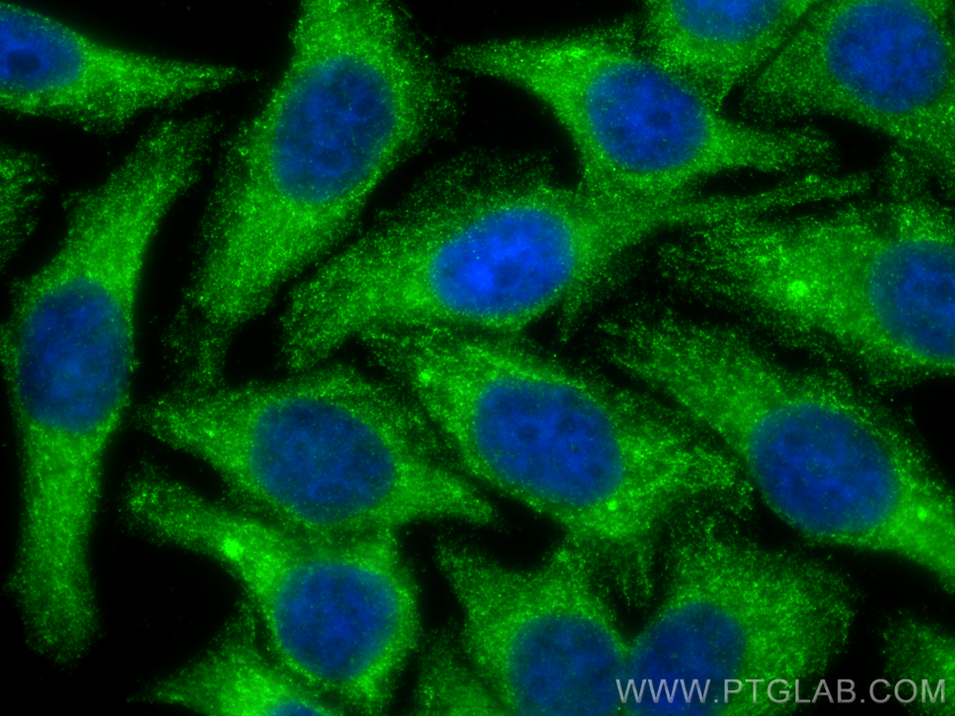 Immunofluorescent analysis of (-20°C Ethanol) fixed HepG2 cells using CYP4F12 antibody (13243-1-AP) at dilution of 1:400 and CoraLite®488-Conjugated Goat Anti-Rabbit IgG(H+L) (<a class='green' href='/productredirect?CatalogNo=SA00013-2' target='_blank'>SA00013-2</a>). IF Staining of HepG2 using 13243-1-AP